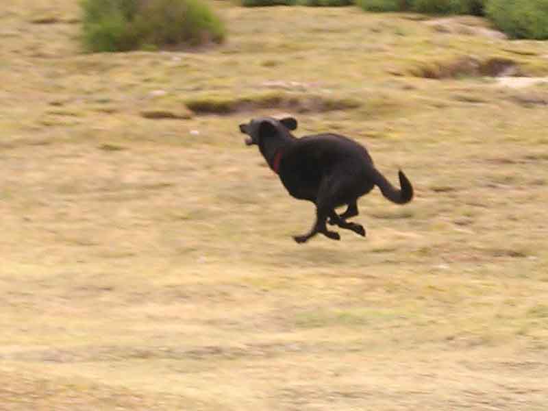 Flughund in den Dünen