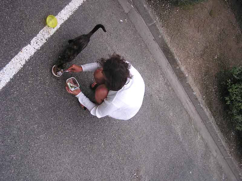 Fütterung der Wildkatzen