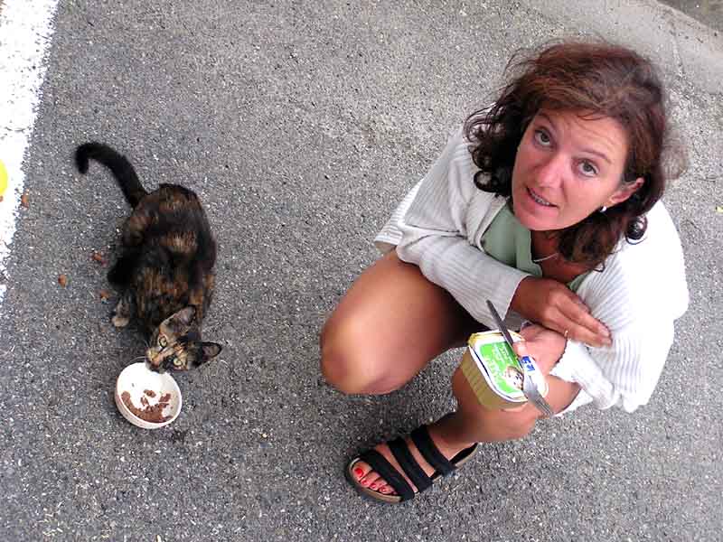 Fütterung der Wildkatzen