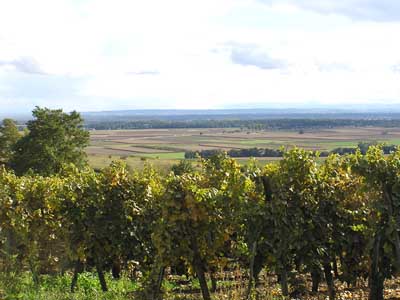 Blick vom Bollenberg