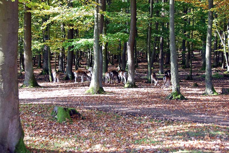 Im Bergwildpark Meißner