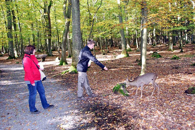 Im Bergwildpark Meißner