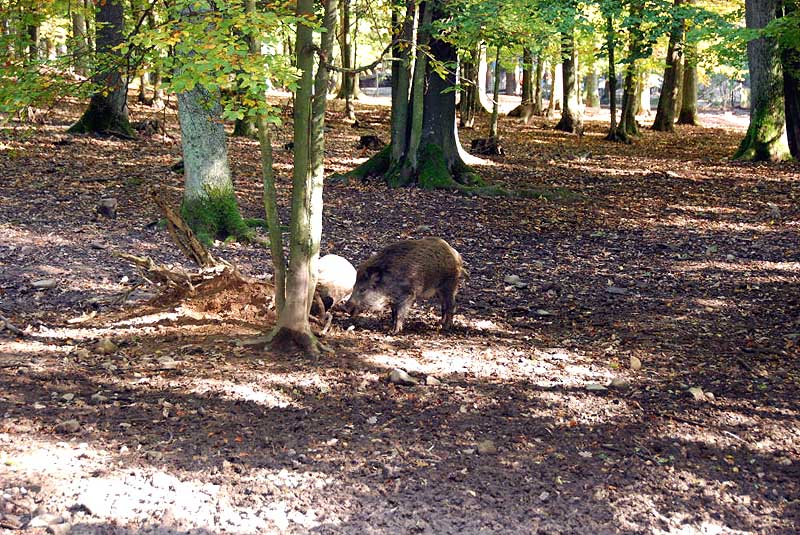 Im Bergwildpark Meißner