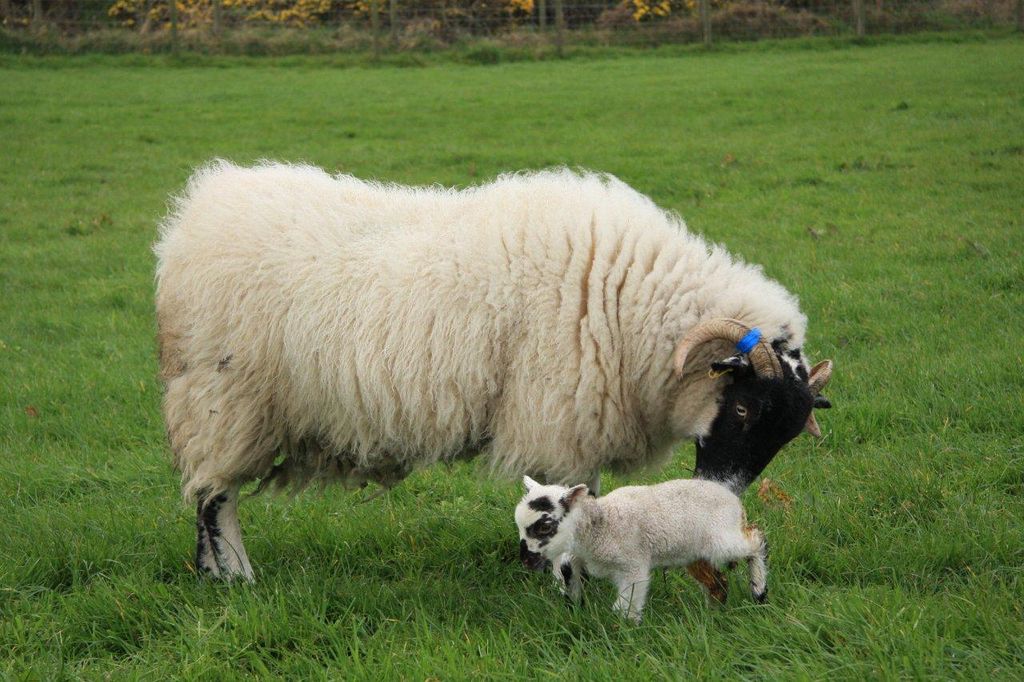 Muttetier und Osterlamm