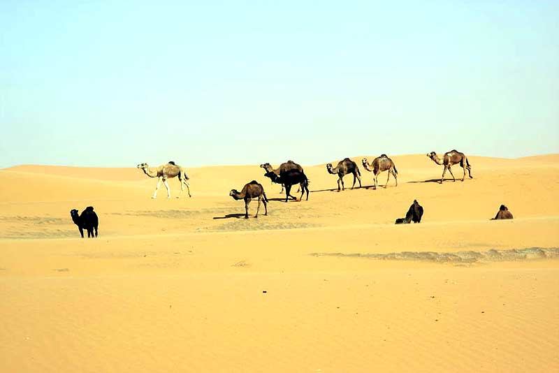 Erg Chebbi