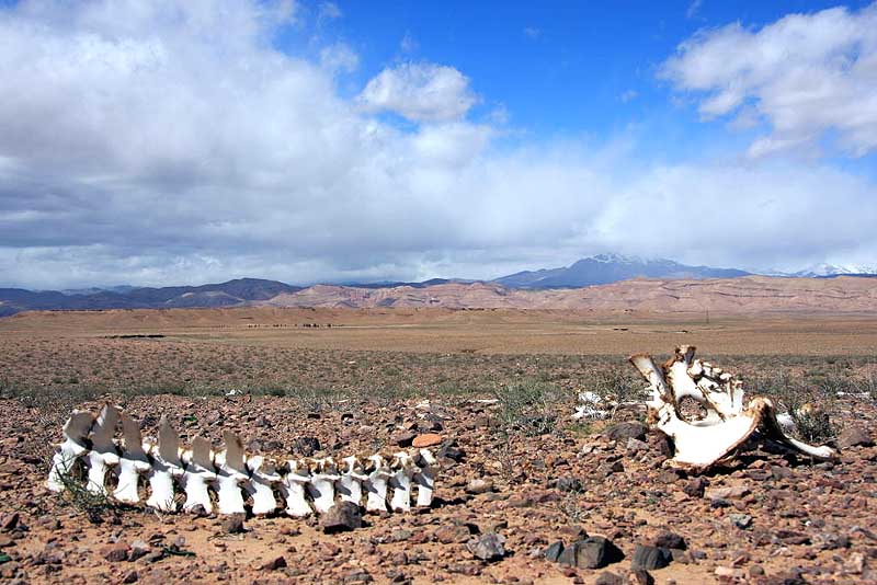 Nicht alle kommen durch