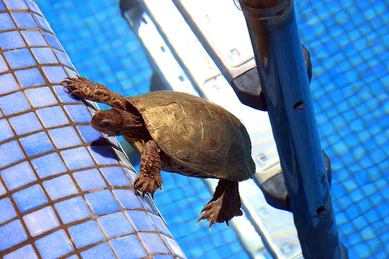 ... der einzige Gast im Pool