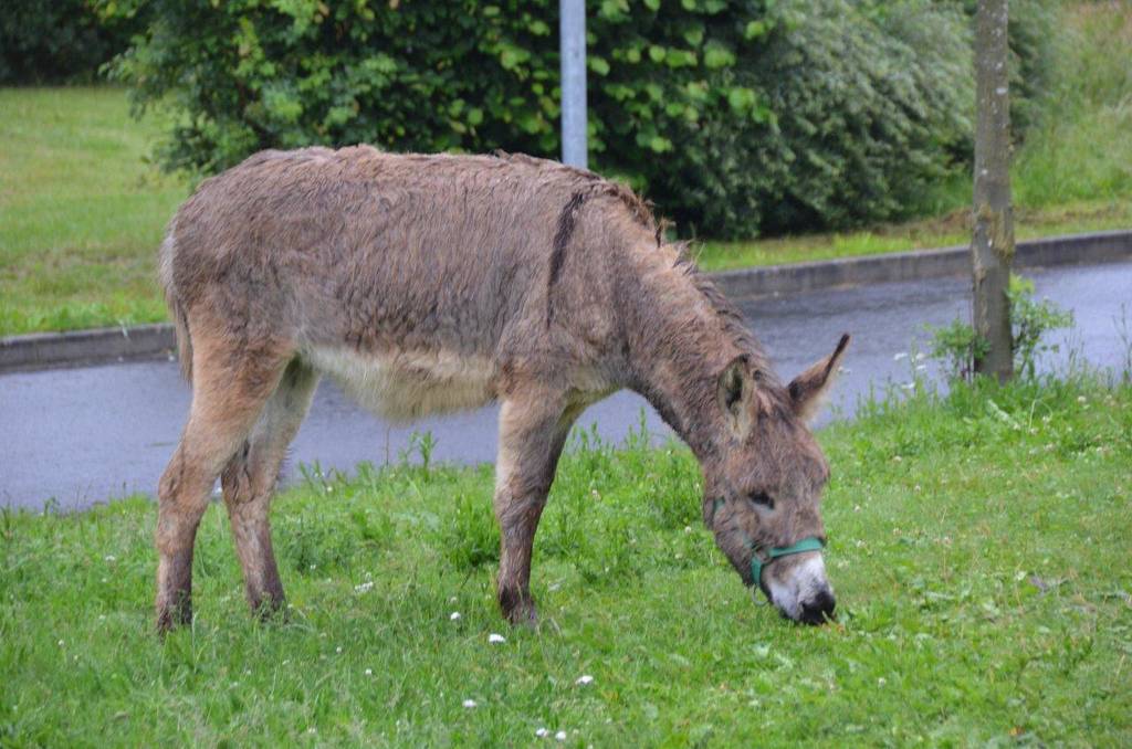 Tierischer Besuch