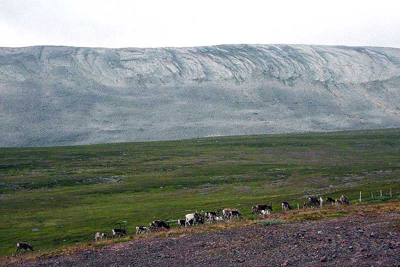 Rentierherde auf einem Fjell
