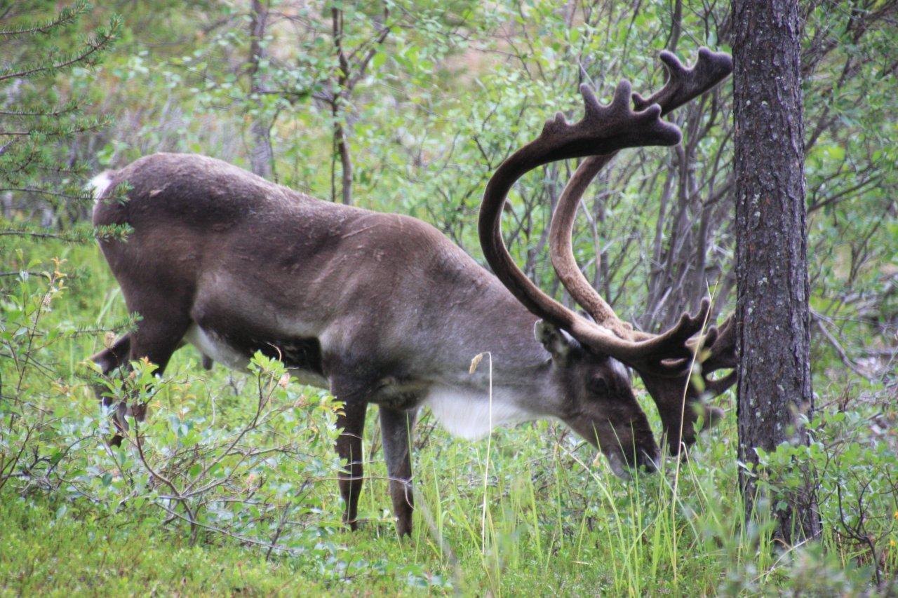Unsere Freunde die Rentiere