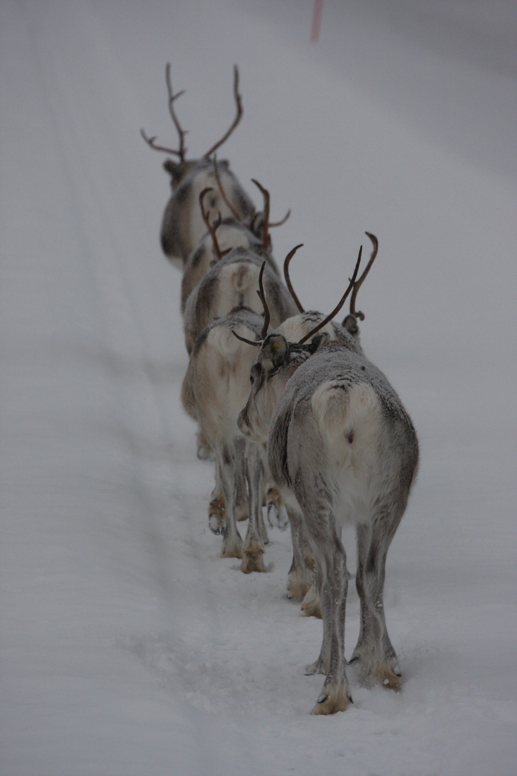 Skandinavien 2014 / 2015