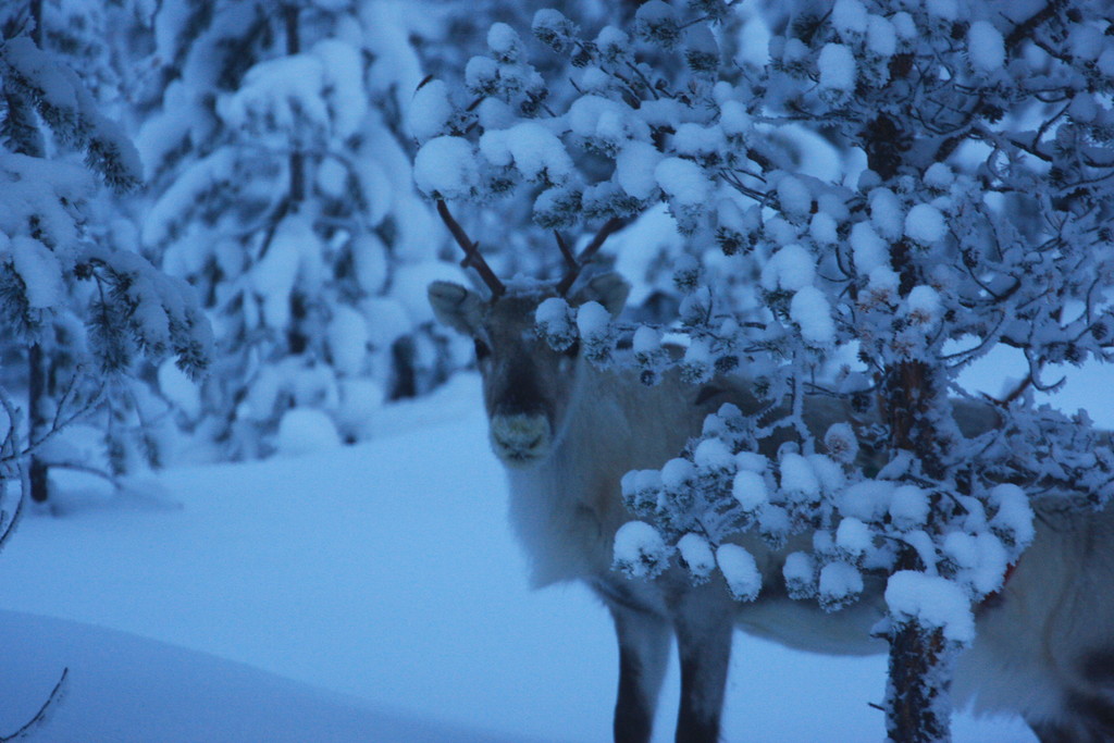 Skandinavien 2014 / 2015