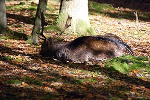 Im Bergwildpark Meißner